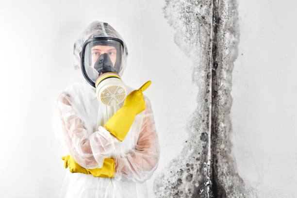 Mold Odor Removal Services in Durand, MI